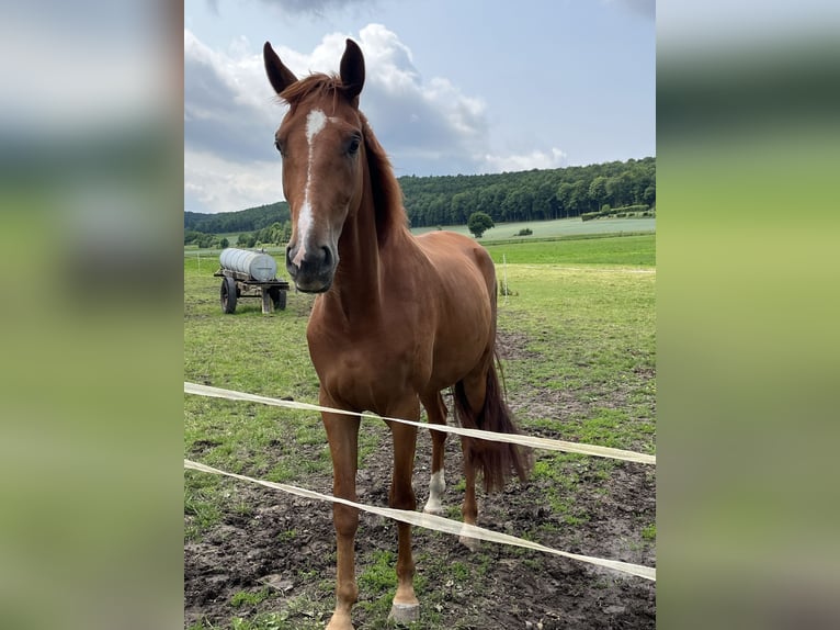 Hannoveriano Caballo castrado 4 años 178 cm Alazán in Lutter am Barenberge