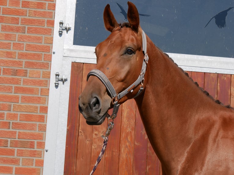 Hannoveriano Caballo castrado 4 años 178 cm in Dorsten