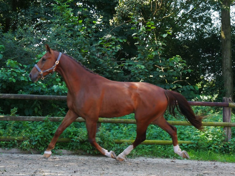 Hannoveriano Caballo castrado 4 años 178 cm in Dorsten