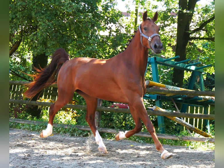 Hannoveriano Caballo castrado 4 años 178 cm in Dorsten