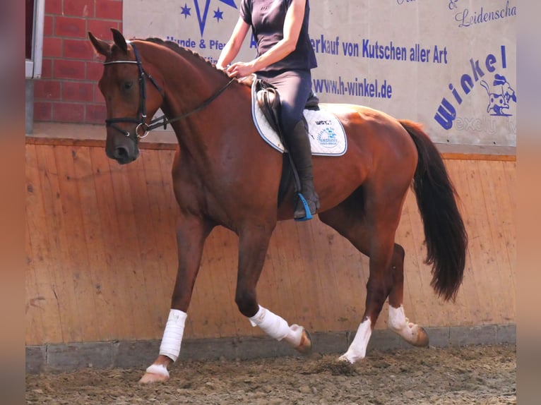 Hannoveriano Caballo castrado 4 años 178 cm in Dorsten