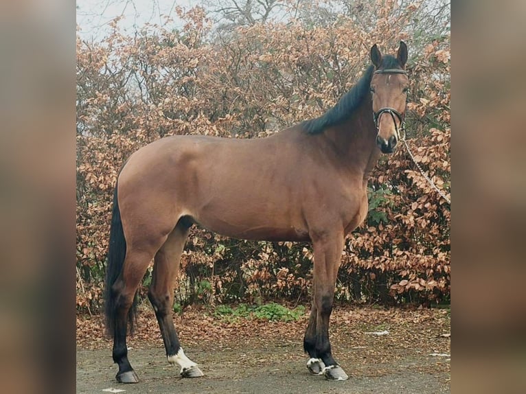 Hannoveriano Caballo castrado 4 años 178 cm Castaño in Someren