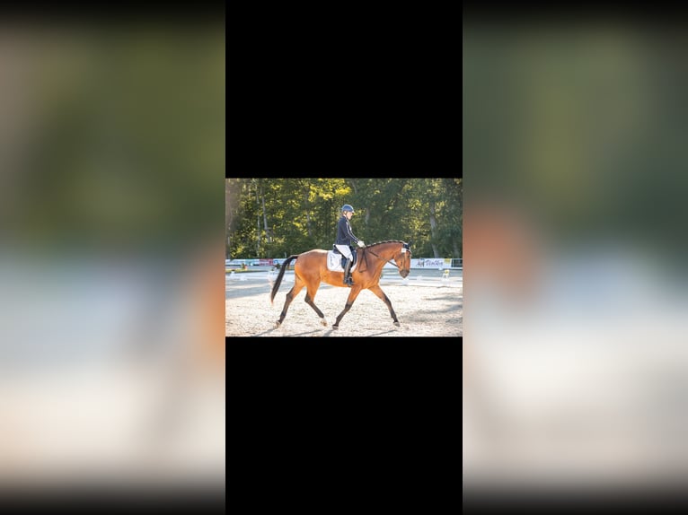 Hannoveriano Caballo castrado 4 años 178 cm Castaño in Neustadt am Rübenberge/Dudensen