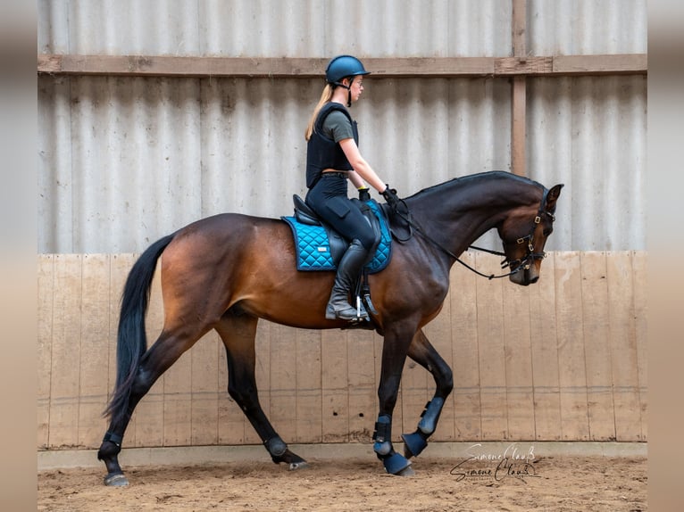 Hannoveriano Caballo castrado 4 años 178 cm Castaño in Hannoverhannover