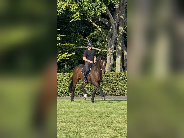 Hannoveriano Caballo castrado 4 años 178 cm Castaño oscuro in Celle