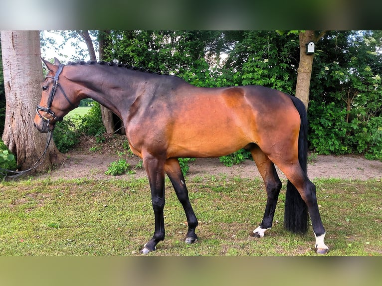 Hannoveriano Caballo castrado 4 años 178 cm Castaño oscuro in Delmenhorst