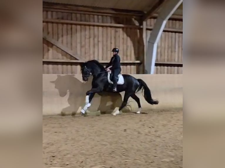 Hannoveriano Caballo castrado 4 años 178 cm Negro in Basdahl