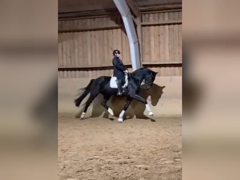 Hannoveriano Caballo castrado 4 años 178 cm Negro in Basdahl