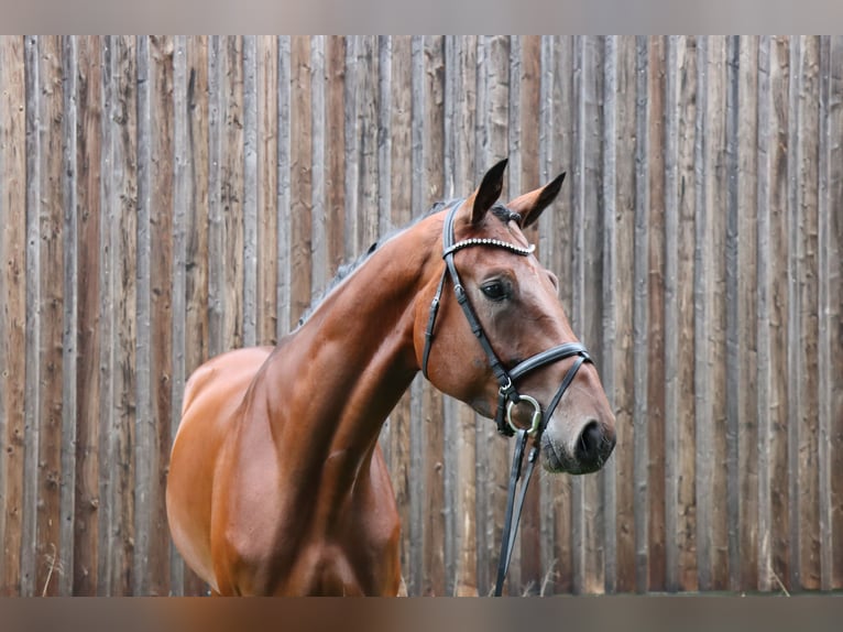 Hannoveriano Caballo castrado 4 años 179 cm Castaño oscuro in Celle