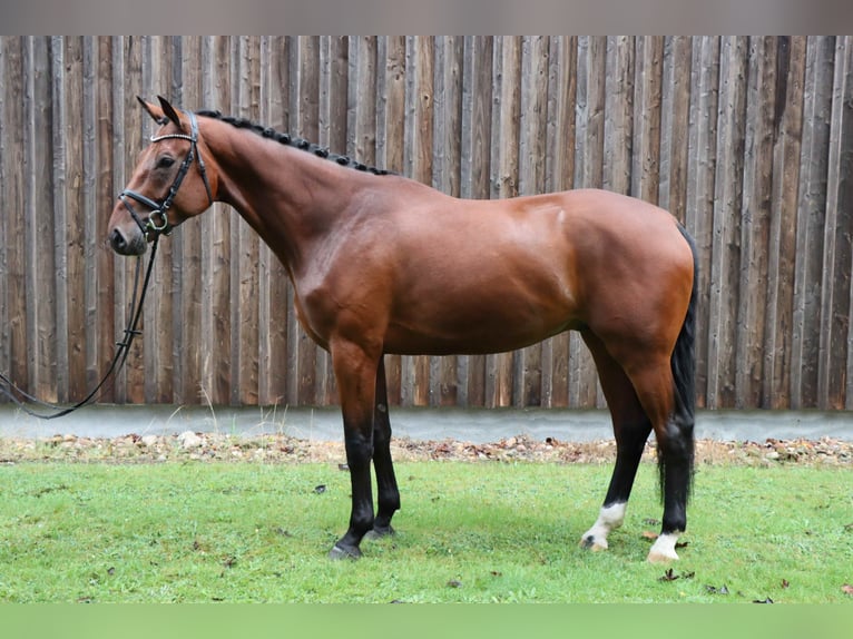 Hannoveriano Caballo castrado 4 años 179 cm Castaño oscuro in Celle