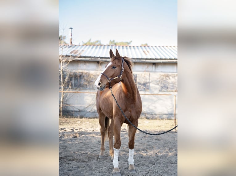 Hannoveriano Caballo castrado 4 años 180 cm Alazán in Trebbin
