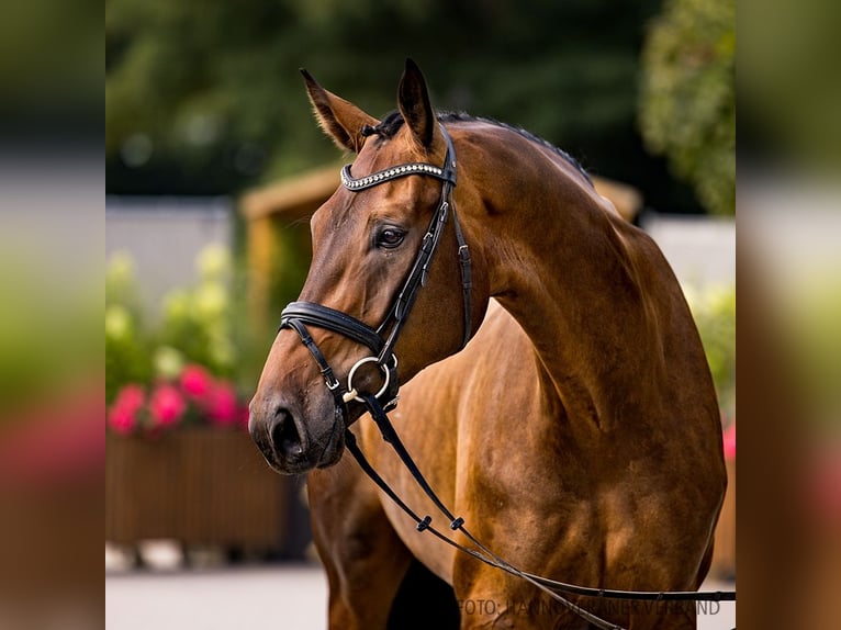 Hannoveriano Caballo castrado 4 años 180 cm Castaño oscuro in Verden