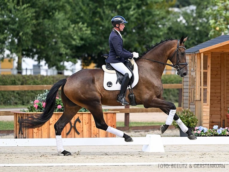 Hannoveriano Caballo castrado 4 años 180 cm Castaño oscuro in Verden