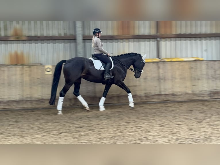 Hannoveriano Caballo castrado 4 años 180 cm Morcillo in Villmar