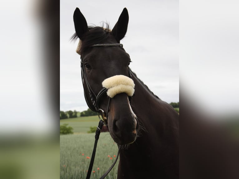 Hannoveriano Caballo castrado 4 años 180 cm Morcillo in Villmar
