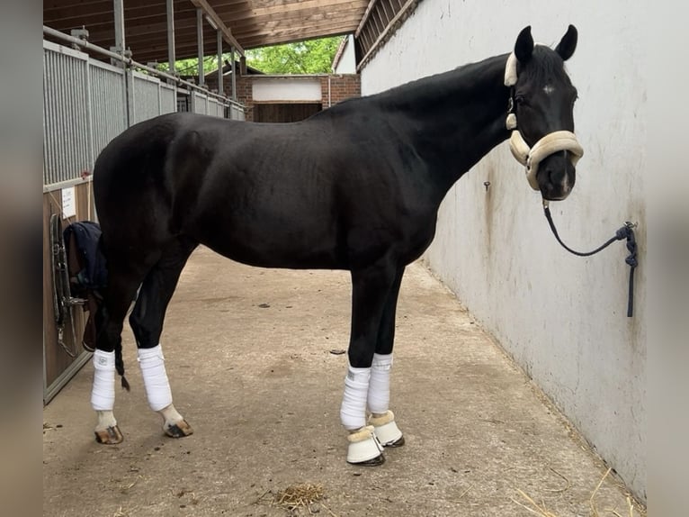 Hannoveriano Caballo castrado 4 años 180 cm Negro in Celle