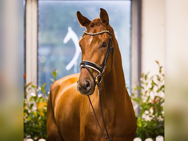 Hannoveriano Caballo castrado 4 años 181 cm Alazán-tostado in Verden