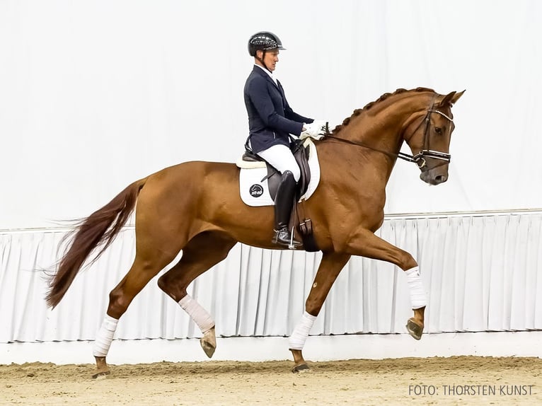 Hannoveriano Caballo castrado 4 años 181 cm Alazán-tostado in Verden