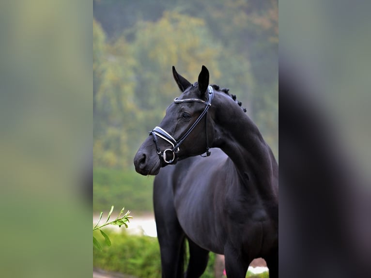 Hannoveriano Caballo castrado 4 años 181 cm Negro in Visbek