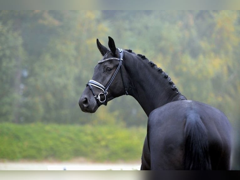 Hannoveriano Caballo castrado 4 años 181 cm Negro in Visbek