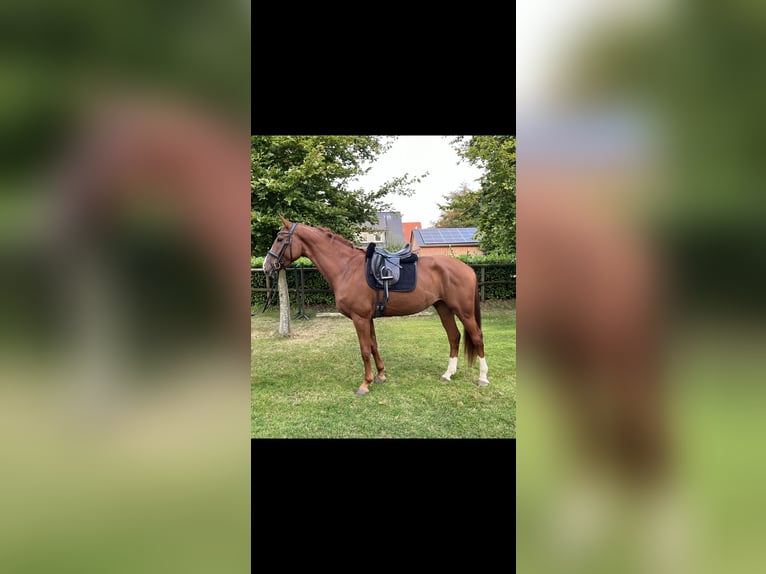 Hannoveriano Caballo castrado 4 años 182 cm Alazán in Kirchlinteln