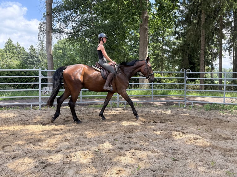 Hannoveriano Caballo castrado 4 años 182 cm Castaño in GnarrenburgGnarrenburg