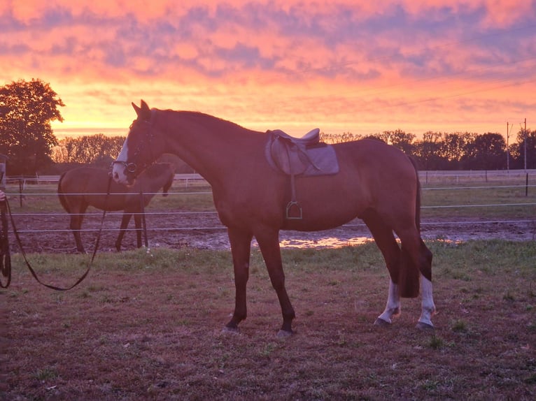 Hannoveriano Caballo castrado 4 años 182 cm Castaño in Nienburg (Weser)