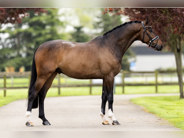 Hannoveriano Caballo castrado 4 años 183 cm Castaño oscuro in Dreumel