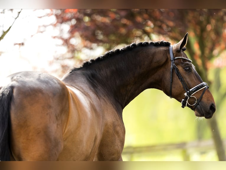 Hannoveriano Caballo castrado 4 años 183 cm Castaño oscuro in Dreumel