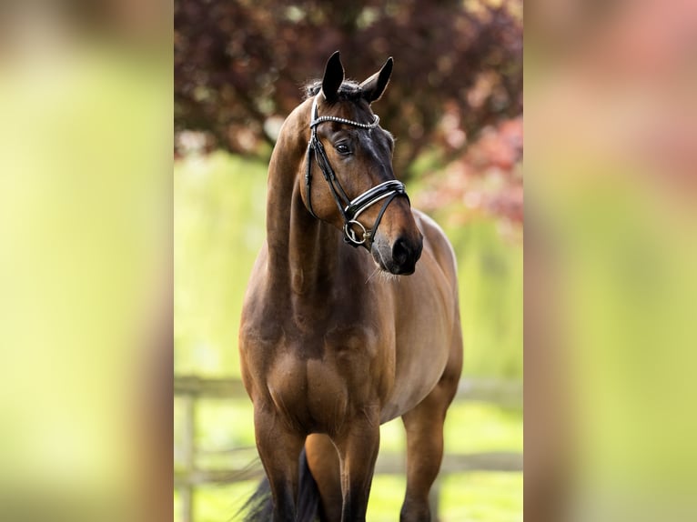 Hannoveriano Caballo castrado 4 años 183 cm Castaño oscuro in Dreumel