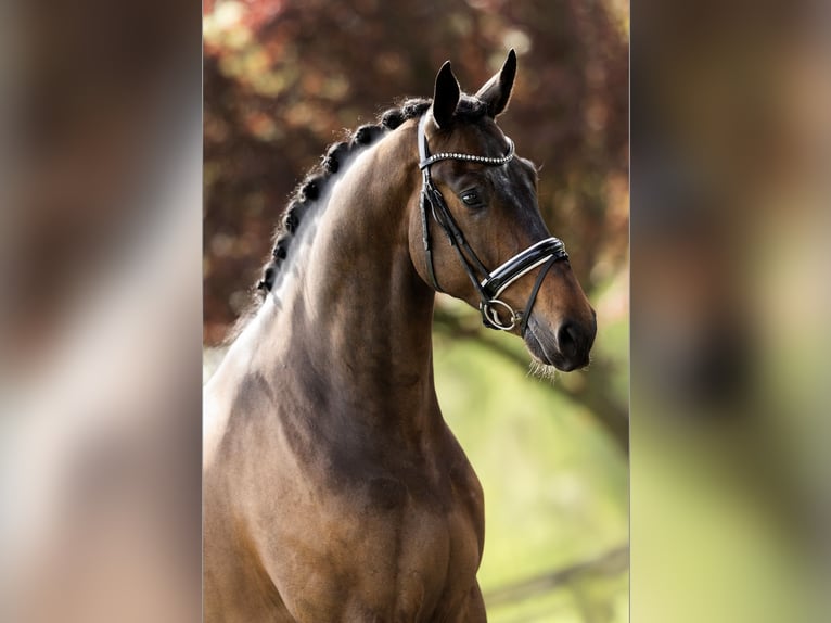 Hannoveriano Caballo castrado 4 años 183 cm Castaño oscuro in Dreumel