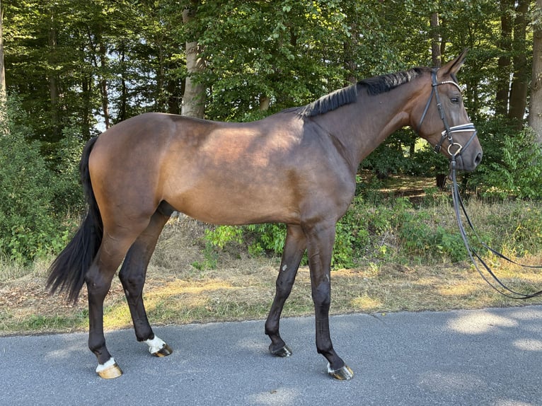 Hannoveriano Caballo castrado 4 años 185 cm Castaño oscuro in Belm