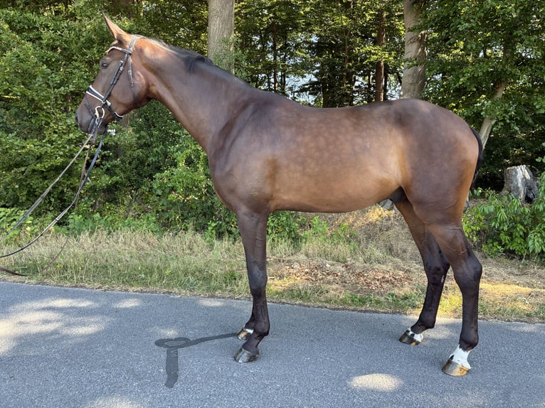 Hannoveriano Caballo castrado 4 años 185 cm Castaño oscuro in Belm