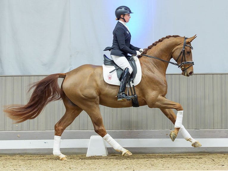Hannoveriano Caballo castrado 4 años Alazán in Münster-Handorf