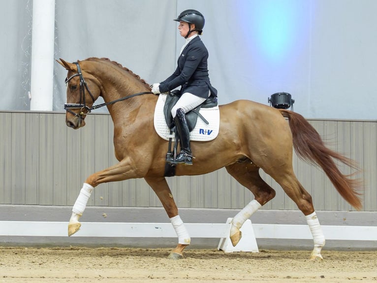Hannoveriano Caballo castrado 4 años Alazán in Münster-Handorf