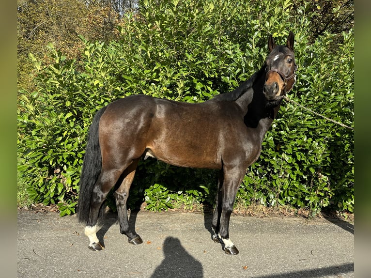 Hannoveriano Caballo castrado 4 años in Murg