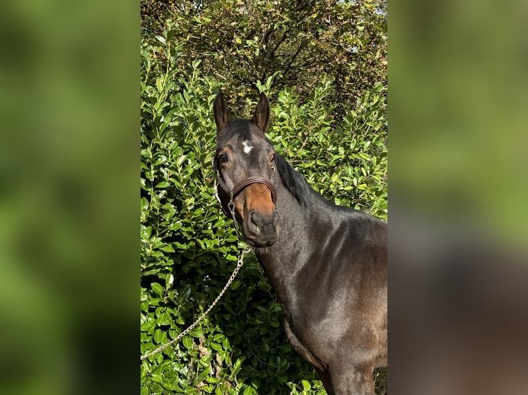 Hannoveriano Caballo castrado 4 años in Murg