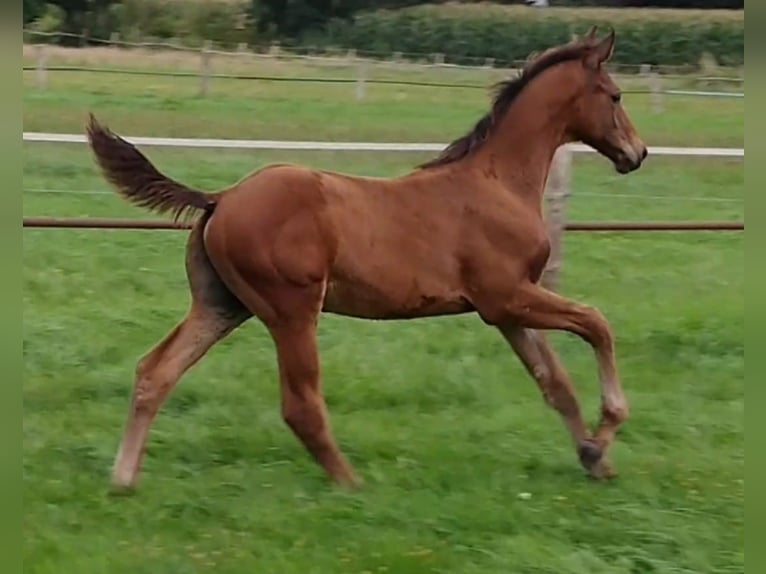 Hannoveriano Caballo castrado 4 años Castaño in Stemshorn