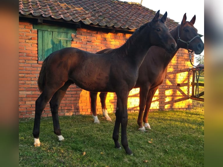 Hannoveriano Caballo castrado 4 años Castaño in Stemshorn