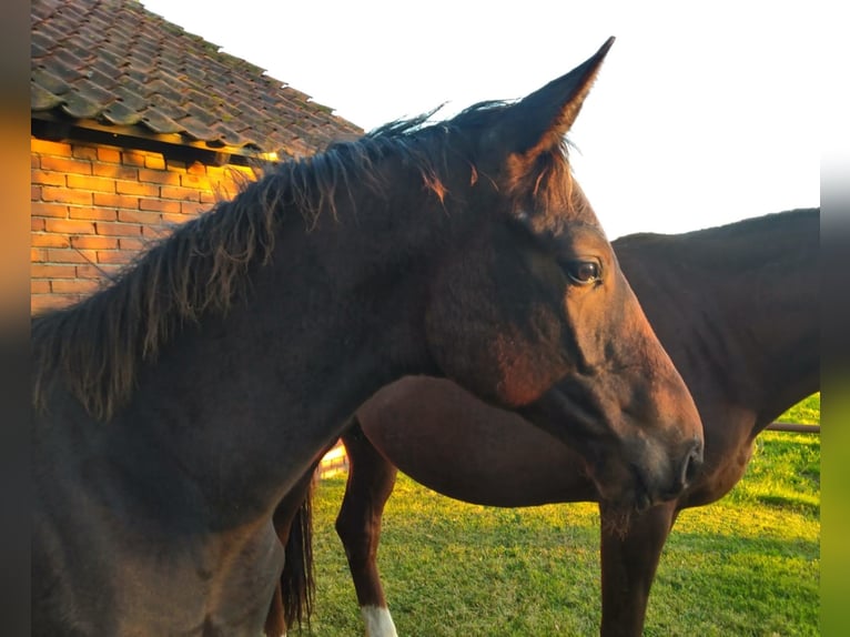 Hannoveriano Caballo castrado 4 años Castaño in Stemshorn