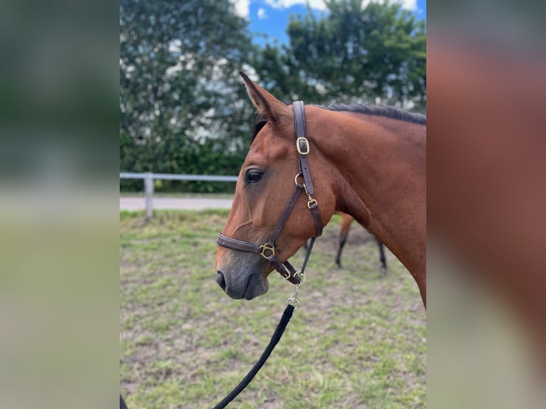 Hannoveriano Caballo castrado 4 años Castaño in Achim