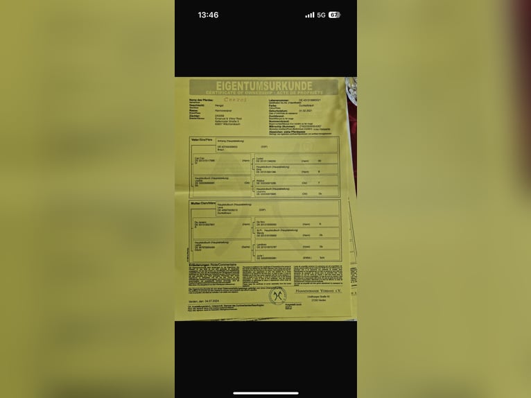 Hannoveriano Caballo castrado 4 años Castaño oscuro in Udenhain