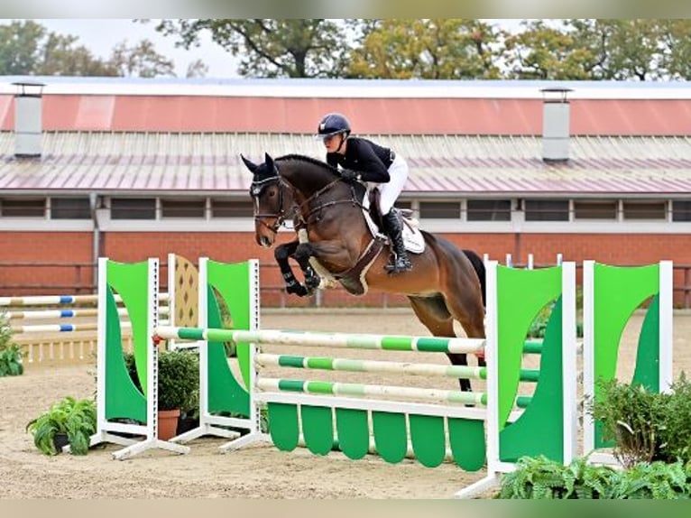 Hannoveriano Caballo castrado 4 años Castaño oscuro in Steinfeld (Oldenburg)Steinfeld (Oldenburg)