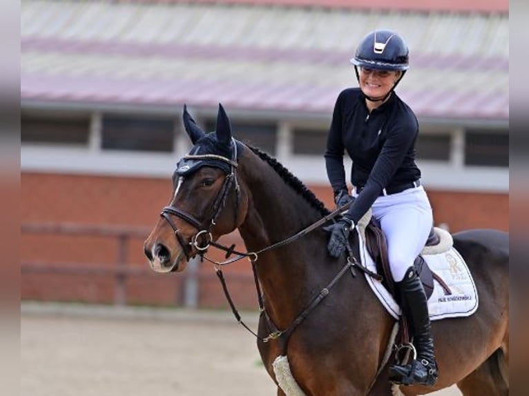 Hannoveriano Caballo castrado 4 años Castaño oscuro in Steinfeld (Oldenburg)Steinfeld (Oldenburg)