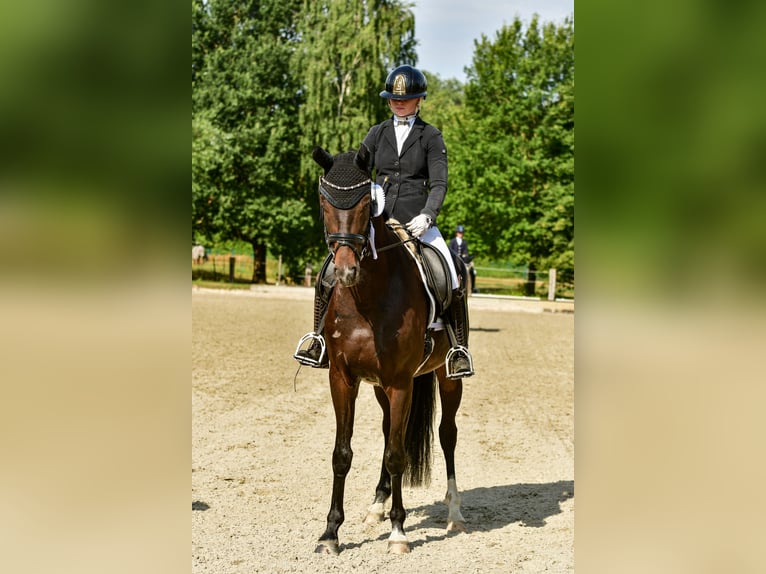 Hannoveriano Caballo castrado 4 años Morcillo in Hittbergen