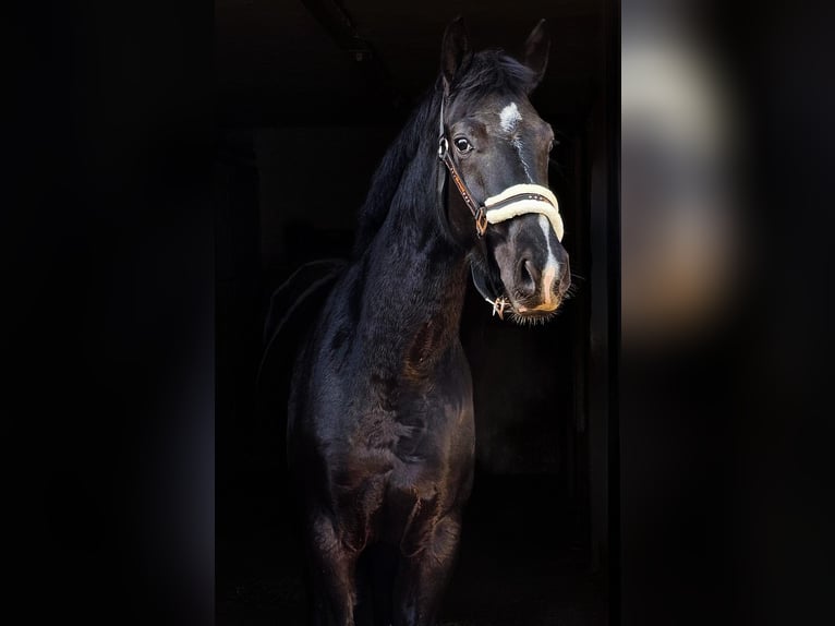 Hannoveriano Caballo castrado 4 años Negro in HamburgHamburg