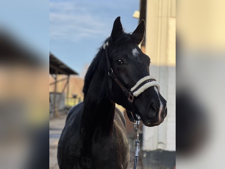 Hannoveriano Caballo castrado 4 años Negro in HamburgHamburg