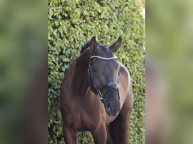 Hannoveriano Caballo castrado 4 años Negro in Gleichen