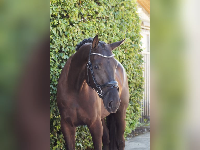 Hannoveriano Caballo castrado 4 años Negro in Gleichen