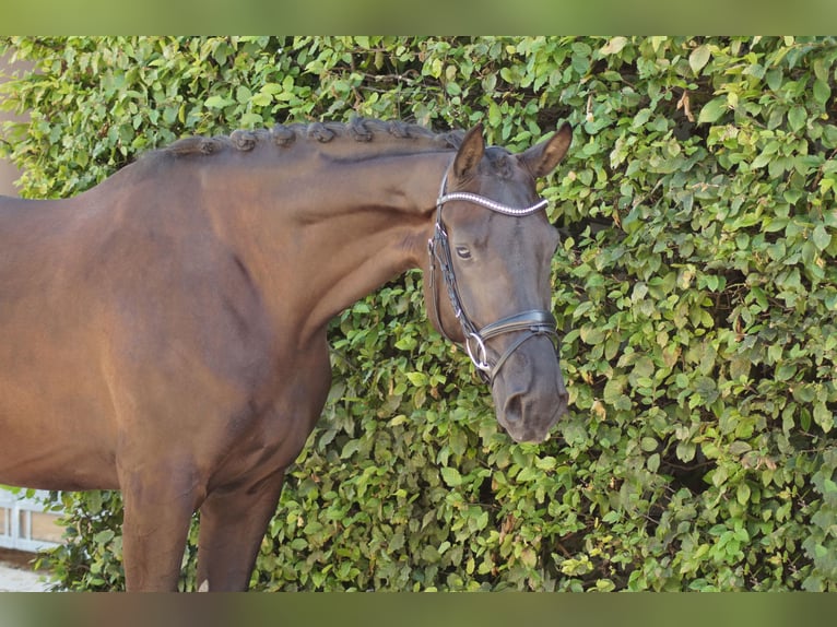 Hannoveriano Caballo castrado 4 años Negro in Gleichen